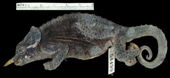 Media type: image;   Herpetology R-54499